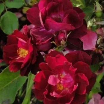 Púrpura - rojo - Arbusto de rosas o rosas de parque   (75-180 cm)