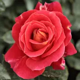 Vörös - virágágyi floribunda rózsa - Online rózsa vásárlás - Rosa Alcazar™ - diszkrét illatú rózsa - citrom aromájú