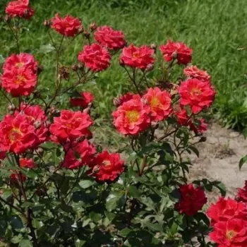 Vörös - világos sziromfonák - virágágyi floribunda rózsa - diszkrét illatú rózsa - citrom aromájú