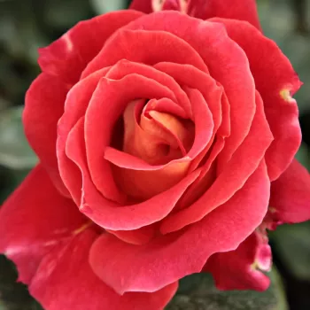 Rózsa rendelés online - vörös - virágágyi floribunda rózsa - Alcazar™ - diszkrét illatú rózsa - citrom aromájú - (50-90 cm)