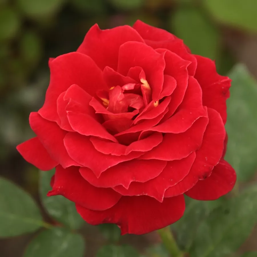 Trandafiri Floribunda - Trandafiri - Alcazar™ - Trandafiri online