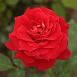 Vrtnice Floribunda - rdeča - Diskreten vonj vrtnice - Rosa Alcazar™ - Na spletni nakup vrtnice