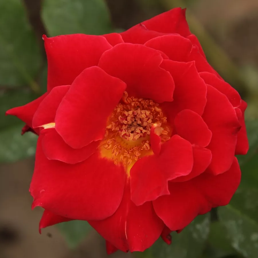 červený - Ruža - Alcazar™ - Ruže - online - koupit