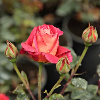 Rosa Alcazar™ - crvena - Floribunda ruže