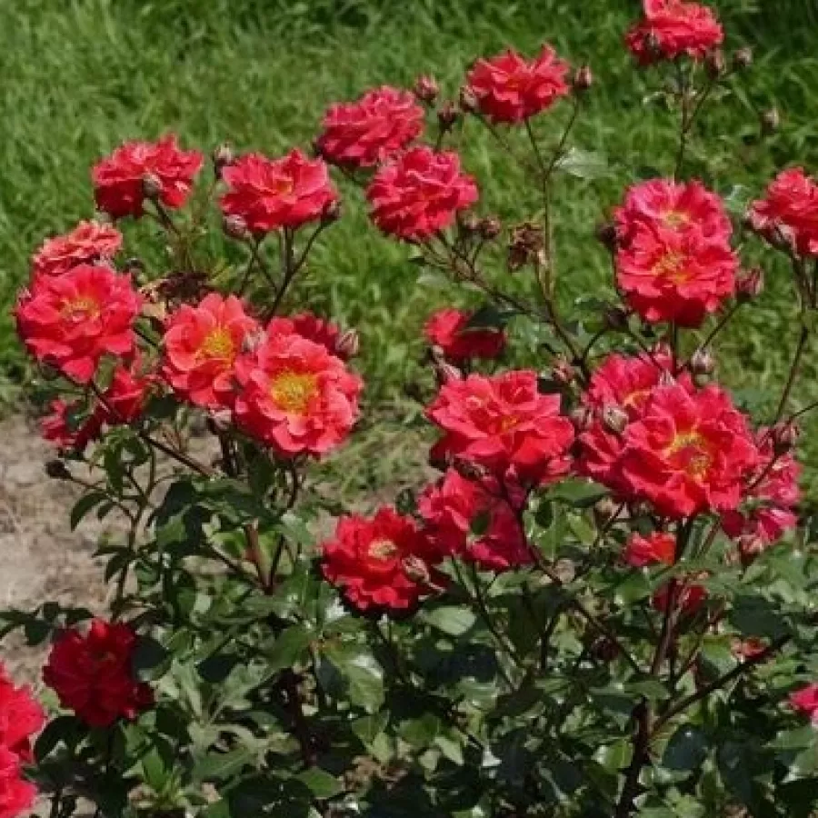 Alcazar - Rosa - Alcazar™ - Produzione e vendita on line di rose da giardino