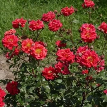 Vörös - világos sziromfonák - virágágyi floribunda rózsa   (50-90 cm)
