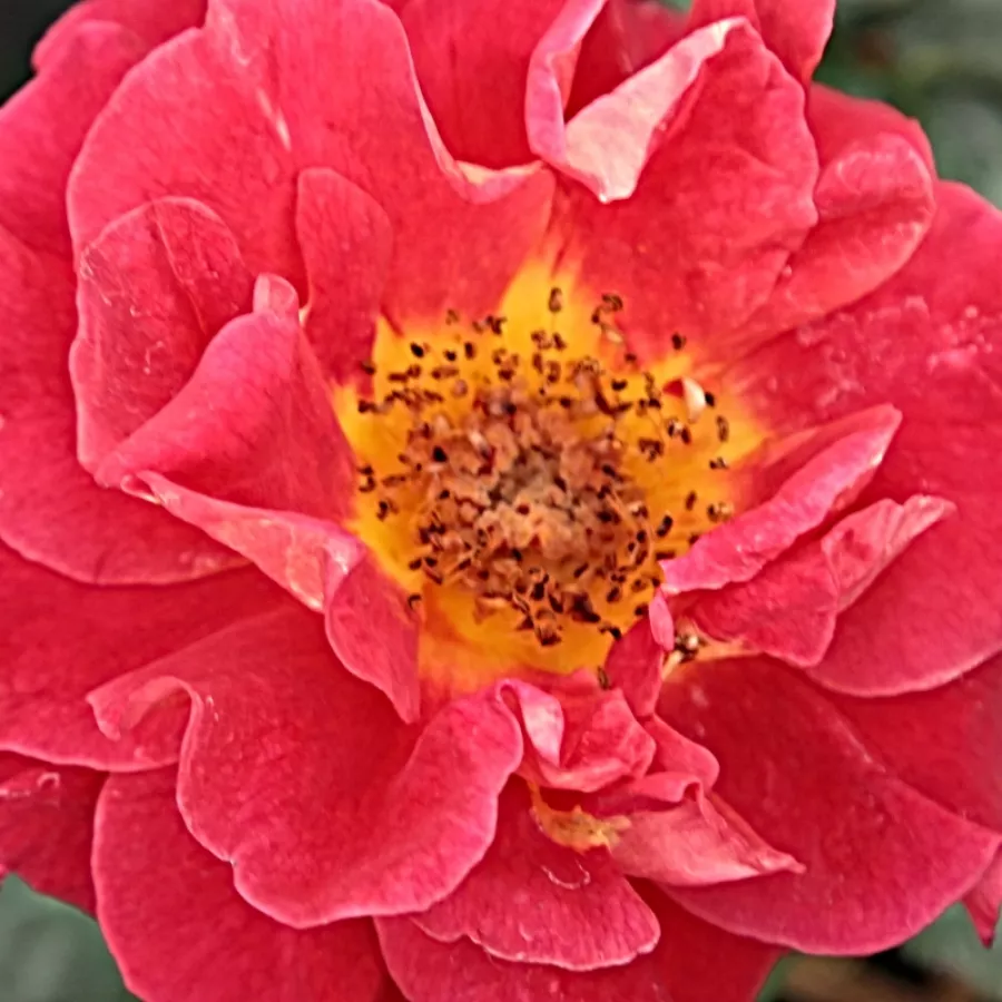 Floribunda - Róża - Alcazar™ - Szkółka Róż Rozaria