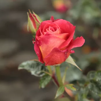 Rosa Alcazar™ - roșu - trandafiri pomisor - Trandafir copac cu trunchi înalt – cu flori în buchet