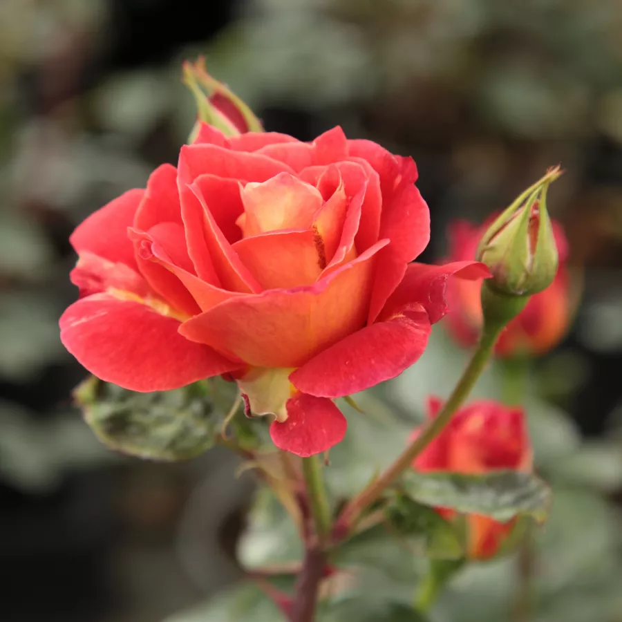 Floribunda roos - Rozen - Alcazar™ - rozenplanten online kopen en bestellen