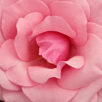 Rózsa kertészet - rózsaszín - teahibrid rózsa - Carina® - közepesen illatos rózsa - citrom aromájú - (70-100 cm)
