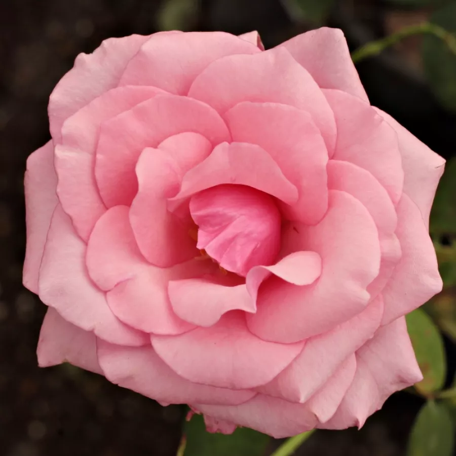 Rose Ibridi di Tea - Rosa - Carina® - Produzione e vendita on line di rose da giardino