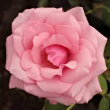 Ruža čajevke - ružičasta - srednjeg intenziteta miris ruže - Rosa Carina® - Narudžba ruža