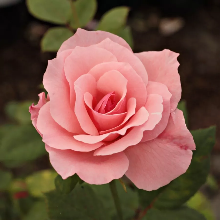 Różowy - Róża - Carina® - Szkółka Róż Rozaria