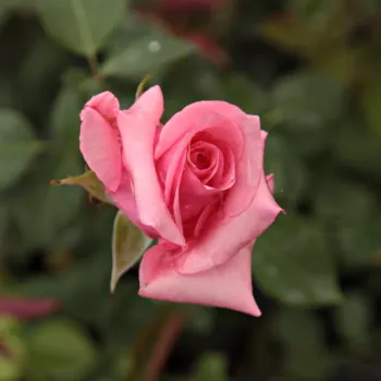 Rosa Carina® - różowy - róża wielkokwiatowa - Hybrid Tea