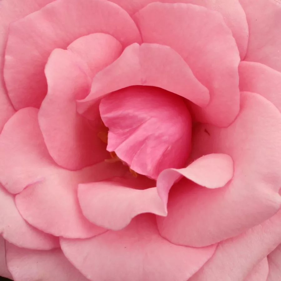 Hybrid Tea, Florists Rose - Rosa - Carina® - Produzione e vendita on line di rose da giardino