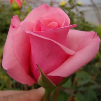 Rosa Carina® - różowy - róża pienna - Róże pienne - z kwiatami hybrydowo herbacianymi