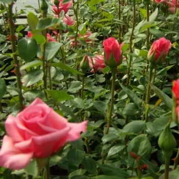Średnio różowy  - róża pienna - Róże pienne - z kwiatami hybrydowo herbacianymi