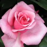 Ruža čajevke - srednjeg intenziteta miris ruže - sadnice ruža - proizvodnja i prodaja sadnica - Rosa Carina® - ružičasta