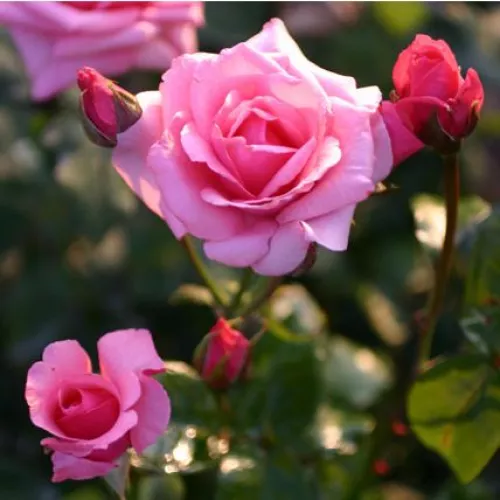 Carina® teahibrid rózsa