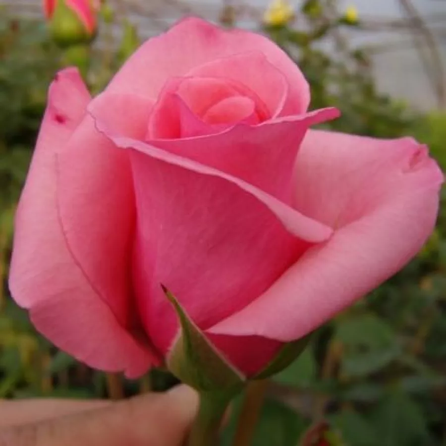 Conic - Trandafiri - Carina® - comanda trandafiri online