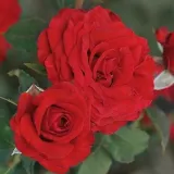 Vörös - teahibrid rózsa - Online rózsa vásárlás - Rosa Carmine™ - diszkrét illatú rózsa - vanilia aromájú