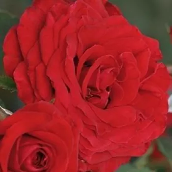 Rózsa kertészet - vörös - teahibrid rózsa - Carmine™ - diszkrét illatú rózsa - vanilia aromájú - (50-60 cm)