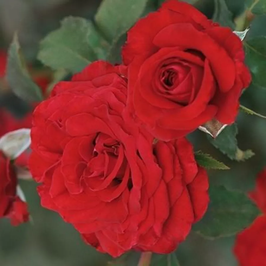 Vörös - Rózsa - Carmine™ - Online rózsa rendelés