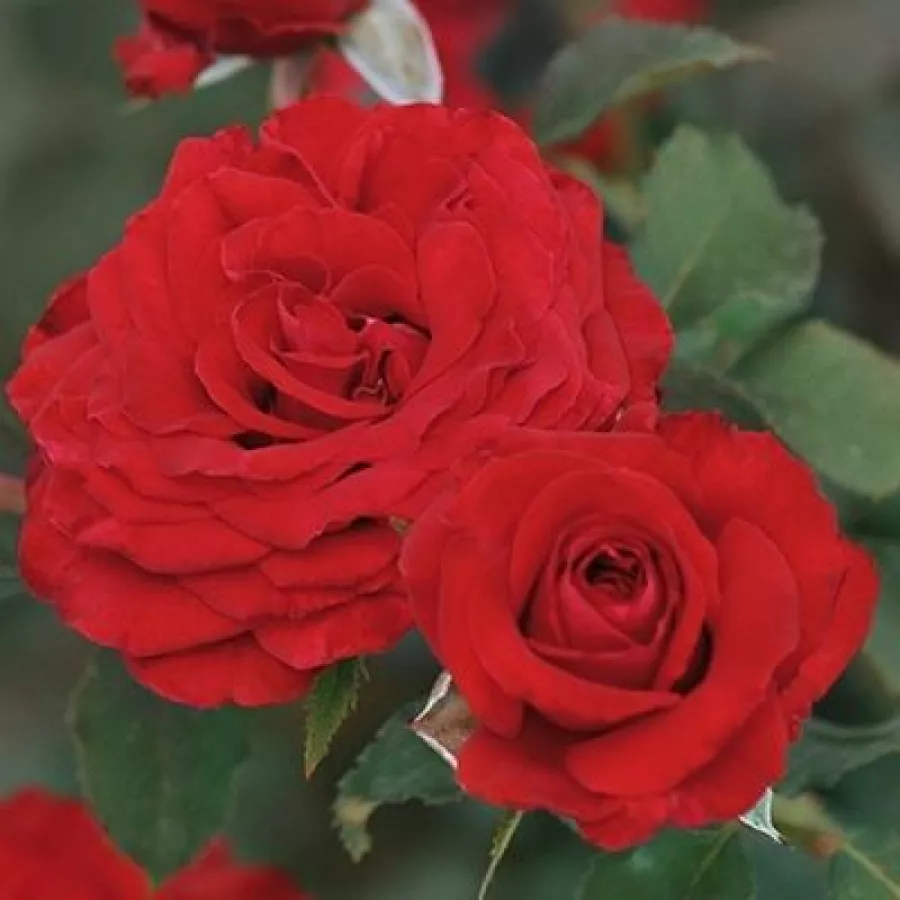 BOZvaz018 - Trandafiri - Carmine™ - Trandafiri online