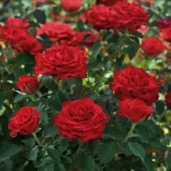 Rosa Carmine™ - rojo - árbol de rosas híbrido de té – rosal de pie alto