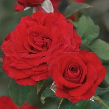 Czerwony - róża pienna - Róże pienne - z kwiatami hybrydowo herbacianymi