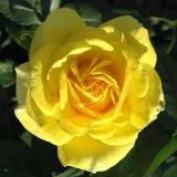 Sárga - virágágyi floribunda rózsa - Online rózsa vásárlás - Rosa Carte d'Or® - nem illatos rózsa
