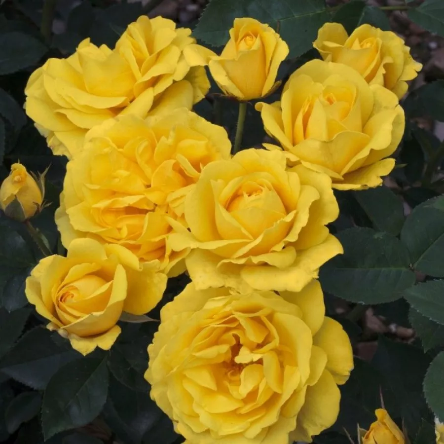 żółty - Róża - Carte d'Or® - Szkółka Róż Rozaria