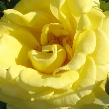 Róże ogrodowe - róże rabatowe grandiflora - floribunda - żółty - róża bez zapachu - Carte d'Or® - (60-80 cm)