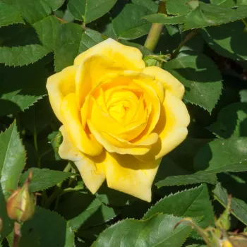 Rosa Carte d'Or® - galben - trandafiri pomisor - Trandafir copac cu trunchi înalt – cu flori în buchet