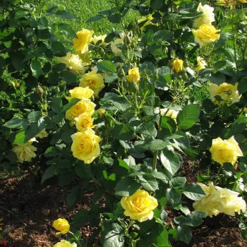 Żółty - róża pienna - Róże pienne - z kwiatami bukietowymi