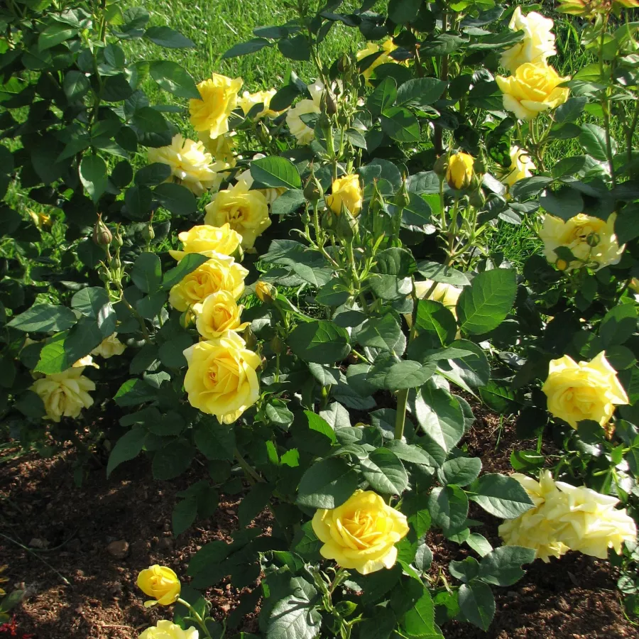 Plină, densă - Trandafiri - Carte d'Or® - comanda trandafiri online