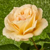 Sárga - teahibrid rózsa - Online rózsa vásárlás - Rosa Casanova - közepesen illatos rózsa - pézsma aromájú