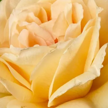 Rózsa rendelés online - sárga - teahibrid rózsa - Casanova - közepesen illatos rózsa - pézsma aromájú - (100-150 cm)
