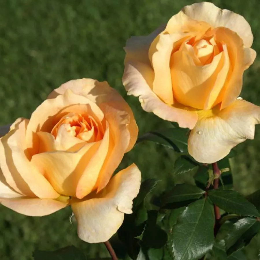 żółty - Róża - Casanova - Szkółka Róż Rozaria