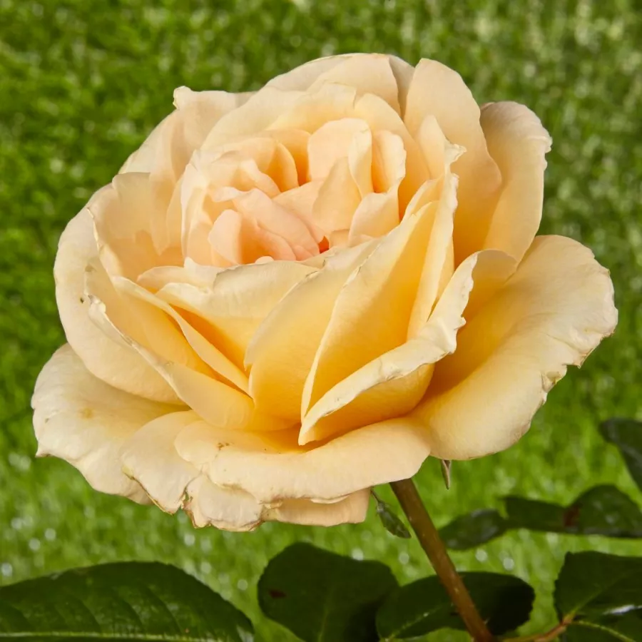 Amarillo - Rosa - Casanova - rosal de pie alto