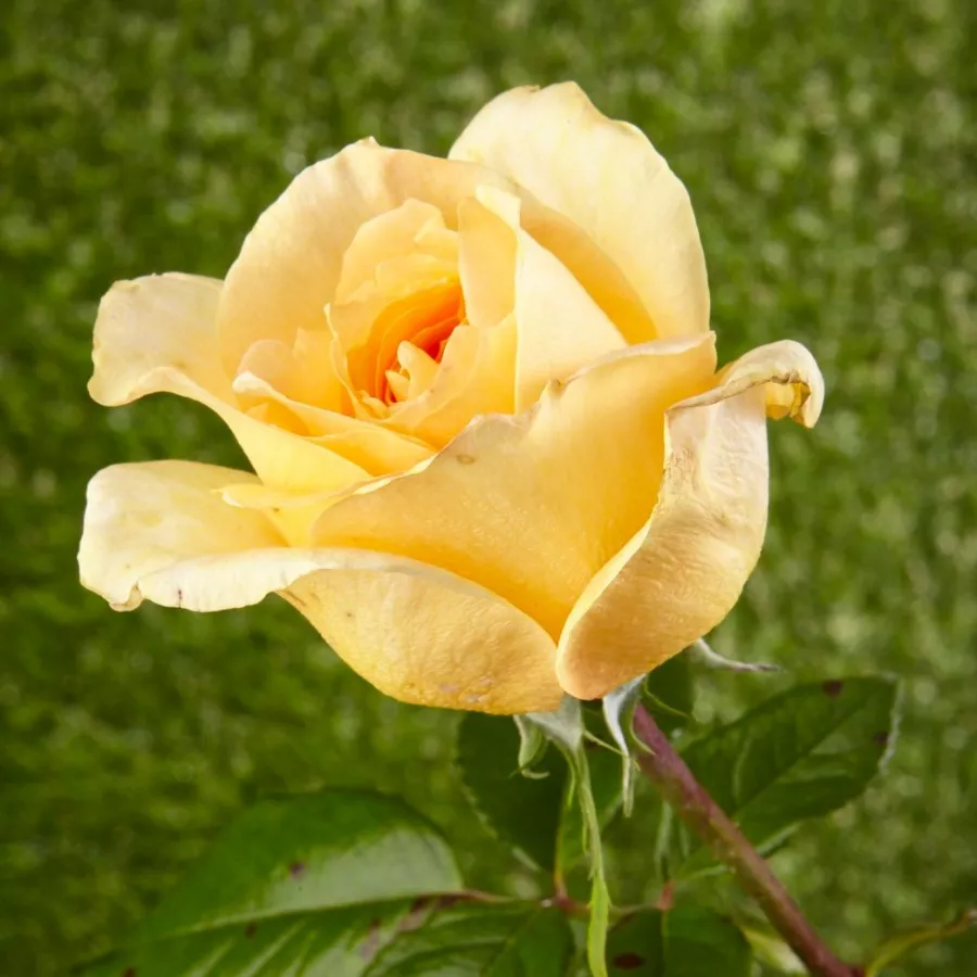 Stromčekové ruže - Stromkové ruže s kvetmi čajohybridov - Ruža - Casanova - 