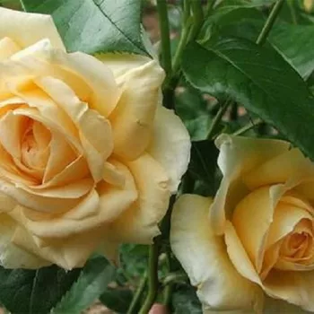 Słomiano-żółty - róża pienna - Róże pienne - z kwiatami hybrydowo herbacianymi