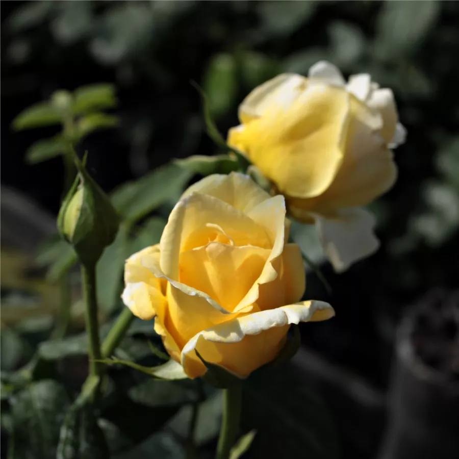 Giallo - Rosa - Casino - Produzione e vendita on line di rose da giardino
