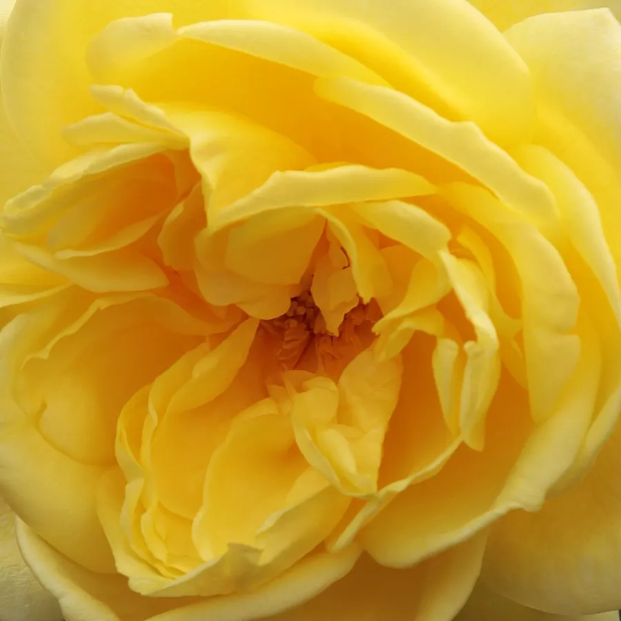 Climber, Large-Flowered Climber - Rosa - Casino - Comprar rosales online