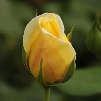 Rosa Casino - galben - trandafiri pomisor - Trandafir copac cu trunchi înalt – cu flori teahibrid
