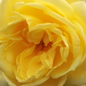 Rózsa kertészet - sárga - teahibrid virágú - magastörzsű rózsafa - Casino - közepesen illatos rózsa - eper aromájú