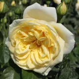 Climber, popínavá ruža - stredne intenzívna vôňa ruží - jahodový - žltá - Rosa Casino