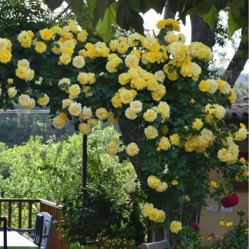Light yellow - climber rose