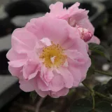 Rózsaszín - történelmi - damaszkuszi rózsa - Online rózsa vásárlás - Rosa Celsiana - intenzív illatú rózsa - édes aromájú
