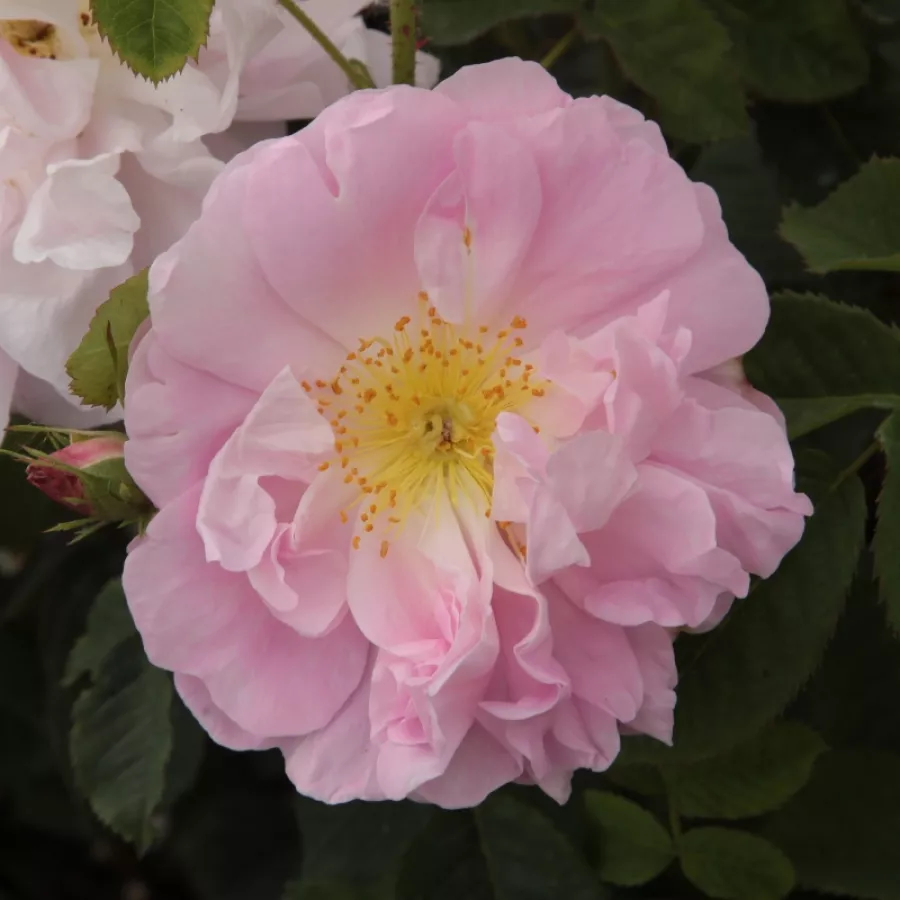 Történelmi - damaszkuszi rózsa - Rózsa - Celsiana - Online rózsa rendelés